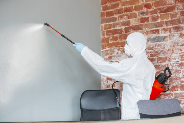 Best Basement Mold Removal  in USA